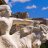 CrazyHorse